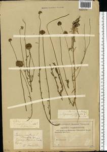 Jasione montana L., Eastern Europe, Western region (E3) (Russia)