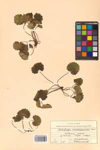 Micranthes manchuriensis (Engl.) Gornall & H. Ohba, Siberia, Russian Far East (S6) (Russia)