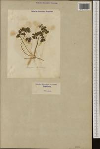 Isopyrum thalictroides L., Western Europe (EUR) (Italy)