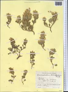 Dracocephalum heterophyllum Benth., Middle Asia, Pamir & Pamiro-Alai (M2) (Tajikistan)
