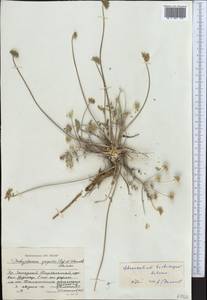 Stenocoelium trichocarpum Schrenk, Middle Asia, Dzungarian Alatau & Tarbagatai (M5) (Kazakhstan)