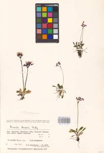 Primula borealis Duby, Siberia, Chukotka & Kamchatka (S7) (Russia)