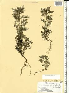 Artemisia annua L., Eastern Europe, Lower Volga region (E9) (Russia)