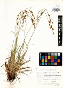 Carex distans L., Siberia, Western Siberia (S1) (Russia)