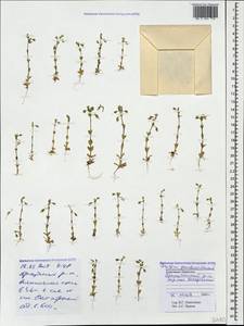 Cerastium semidecandrum L., Caucasus, Stavropol Krai, Karachay-Cherkessia & Kabardino-Balkaria (K1b) (Russia)