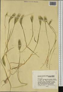 Hordeum marinum subsp. gussoneanum (Parl.) Thell., Western Europe (EUR) (Italy)
