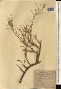 Haloxylon tamariscifolium (L.) Pau, South Asia, South Asia (Asia outside ex-Soviet states and Mongolia) (ASIA) (Iraq)