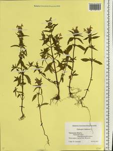 Galeopsis ladanum L., Eastern Europe, Eastern region (E10) (Russia)