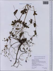 Geranium pyrenaicum Burm. f., Western Europe (EUR) (Germany)