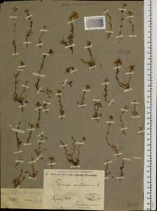 Noccaea cochleariforme (DC.) Á. Löve & D. Löve, Siberia, Baikal & Transbaikal region (S4) (Russia)