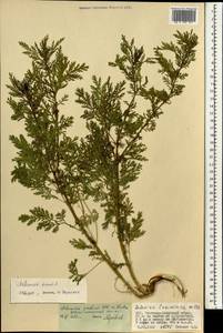 Artemisia annua L., Mongolia (MONG) (Mongolia)