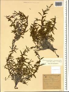 Chamaenerion colchicum (Albov) Steinb., Caucasus, Georgia (K4) (Georgia)