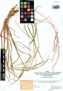 Elymus sibiricus L., Siberia, Baikal & Transbaikal region (S4) (Russia)