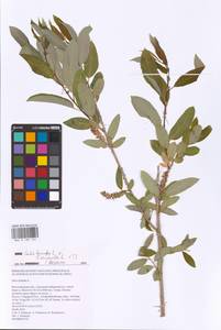 Salix triandra × viminalis, Eastern Europe, Lower Volga region (E9) (Russia)