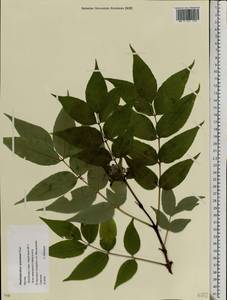 Phellodendron amurense Rupr., Eastern Europe, Moscow region (E4a) (Russia)