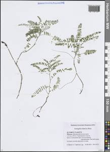 Astragalus danicus Retz., Eastern Europe, Moscow region (E4a) (Russia)