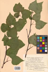 Betula pendula subsp. mandshurica (Regel) Ashburner & McAll., Siberia, Chukotka & Kamchatka (S7) (Russia)