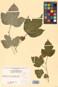 Rubus crataegifolius Bunge, Siberia, Russian Far East (S6) (Russia)