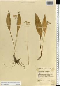 Allium ursinum L., Eastern Europe, Central region (E4) (Russia)