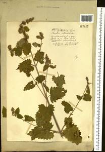Nepeta cataria L., Eastern Europe, Central forest-and-steppe region (E6) (Russia)