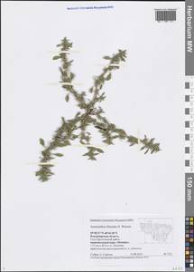 Amaranthus blitoides S. Watson, Eastern Europe, Central region (E4) (Russia)