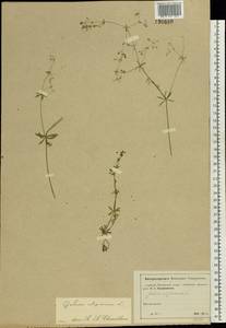 Galium uliginosum L., Eastern Europe, Moscow region (E4a) (Russia)