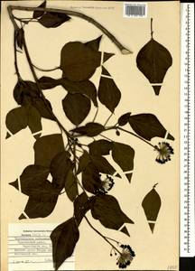 Hedera helix L., Caucasus, Black Sea Shore (from Novorossiysk to Adler) (K3) (Russia)