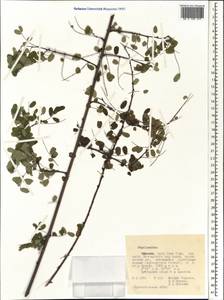 Phyllanthus, Africa (AFR) (Ethiopia)