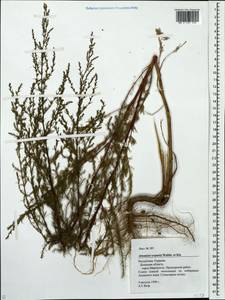 Artemisia scoparia Waldst. & Kit., Eastern Europe, South Ukrainian region (E12) (Ukraine)