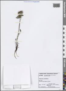 Pedicularis verticillata L., Siberia, Central Siberia (S3) (Russia)