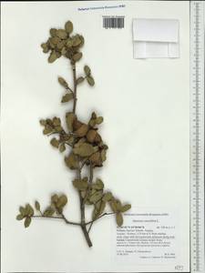 Quercus coccifera L., Western Europe (EUR) (Greece)