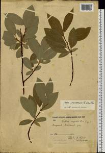Salix jenisseensis (Fr. Schmidt) B. Floder., Siberia, Yakutia (S5) (Russia)