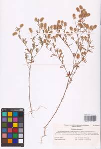 Trifolium arvense L., Eastern Europe, Lower Volga region (E9) (Russia)