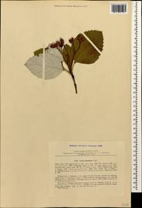 Sorbus hajastana Gabrieljan, Caucasus, Georgia (K4) (Georgia)
