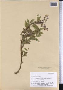 Chamaenerion latifolium (L.) Sweet, America (AMER) (United States)