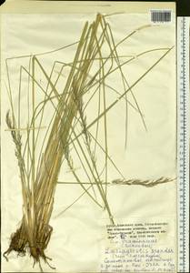 Neotrinia splendens (Trin.) M.Nobis, P.D.Gudkova & A.Nowak, Siberia, Altai & Sayany Mountains (S2) (Russia)