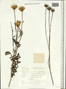 Klasea radiata subsp. radiata, Eastern Europe, Central forest-and-steppe region (E6) (Russia)