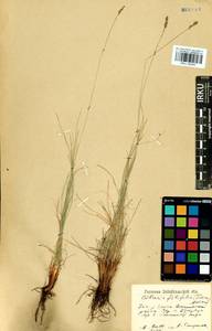 Carex macroprophylla (Y.C.Yang) S.R.Zhang, Siberia, Baikal & Transbaikal region (S4) (Russia)