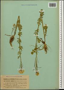 Cardamine uliginosa M.Bieb., Caucasus, Georgia (K4) (Georgia)