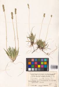 Tofieldia pusilla (Michx.) Pers., Eastern Europe, Northern region (E1) (Russia)