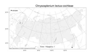Chrysosplenium lectus-cochleae Kitag., Atlas of the Russian Flora (FLORUS) (Russia)