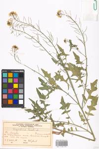 Sisymbrium loeselii L., Eastern Europe, Moscow region (E4a) (Russia)