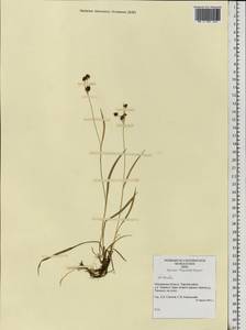 Juncus alpinoarticulatus subsp. rariflorus (Hartm.) Holub, Eastern Europe, Northern region (E1) (Russia)