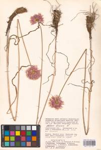 Allium lineare L., Eastern Europe, Lower Volga region (E9) (Russia)