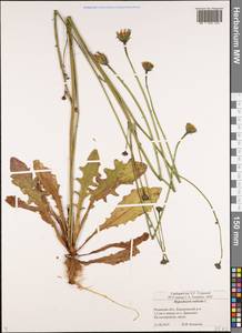 Hypochaeris radicata L., Eastern Europe, Central region (E4) (Russia)