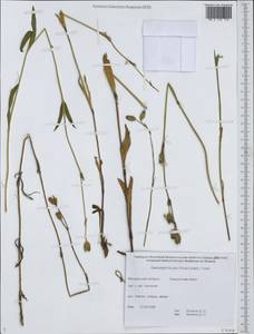 Silene paucifolia Ledeb., Siberia, Chukotka & Kamchatka (S7) (Russia)