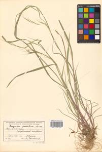 Elymus pendulinus (Nevski) Tzvelev, Siberia, Russian Far East (S6) (Russia)