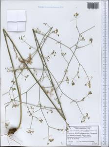 Elaeosticta paniculata (Korovin) Kljuykov & Pimenov, Middle Asia, Pamir & Pamiro-Alai (M2) (Uzbekistan)