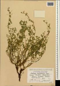 Medicago daghestanica Rupr., Caucasus, Dagestan (K2) (Russia)