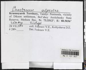 Cnestrum alpestre (Wahlenb.) Nyholm, Bryophytes, Bryophytes - Krasnoyarsk Krai, Tyva & Khakassia (B17) (Russia)